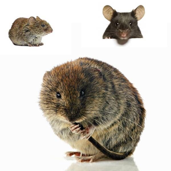 جلوگیری از حمله موش ها به خانه از طریق دستگاه صوتی