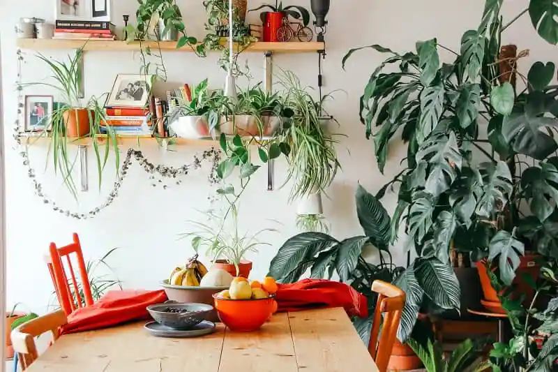 گیاهان-آپارتمانی-1